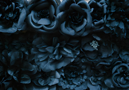 Cuál es el significado de las rosas negras