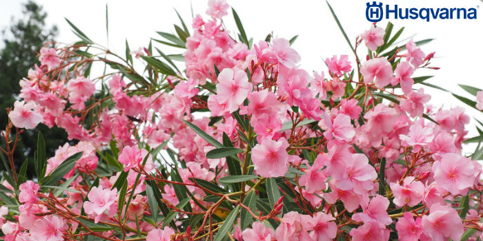 Adelfa, una de las plantas más bonitas y a la vez más venenosas del mundo