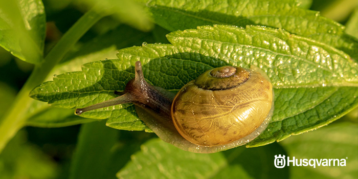 albahaca-caracol