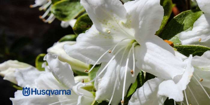 flor azalea blanca
