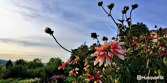 dalia-planta