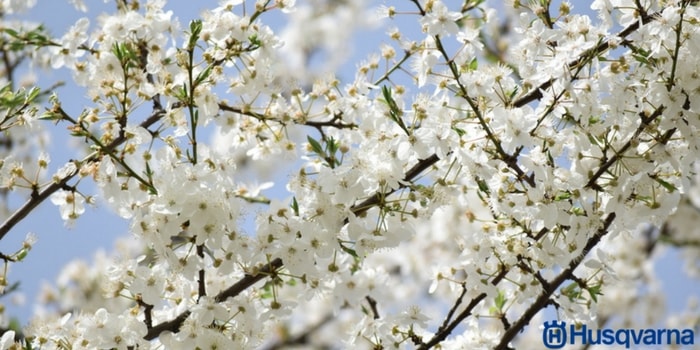 espino-blanco-flor