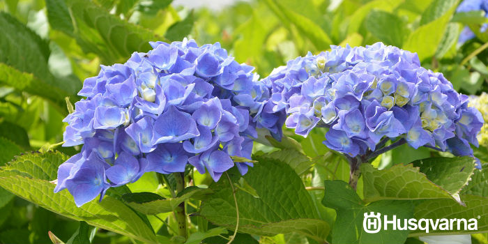 hortensias-azules