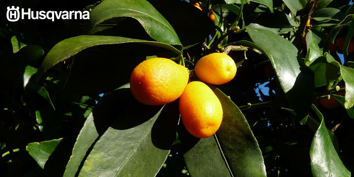 kumquat-fruto