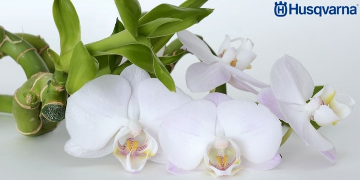 Orquídeas SyM - ¡Embellece tu hogar con orquídeas naturales! Las orquídeas  blancas son maravillosas flores que pueden darle a tu hogar vida y  elegancia. Haz tu pedido al 2245 1515 y Whatsapp