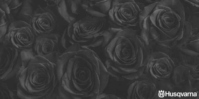 rosas-negras